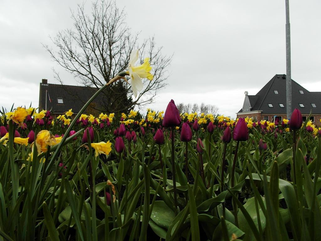 Pension Zonneweelde Oosthuizen Buitenkant foto